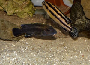 Melanochromis melanopterus 'Likoma Island'